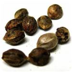 Семена марихуаны АК-47  (Seeds AK-47) в Абакане